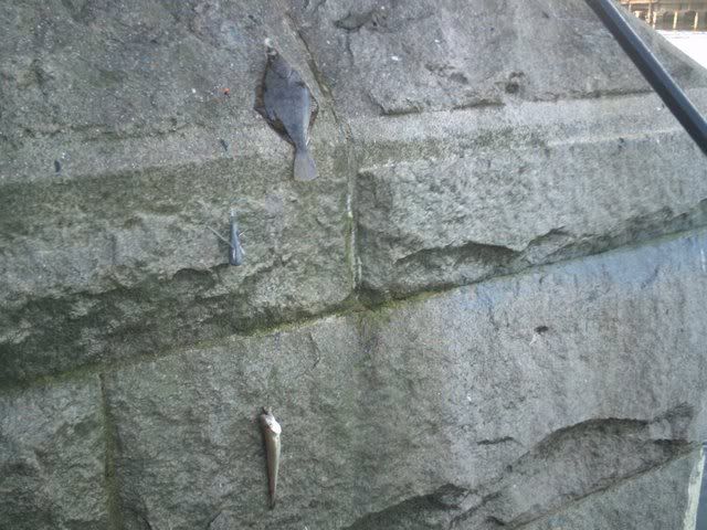 IMAG0024.jpg