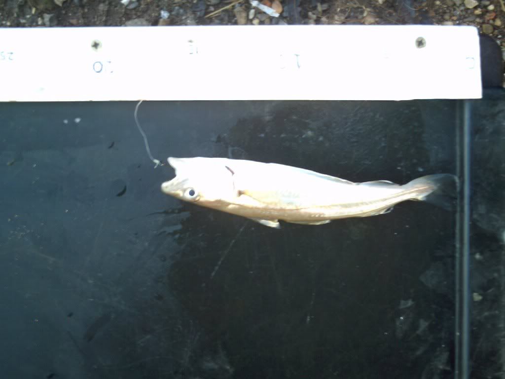IMAG0028.jpg