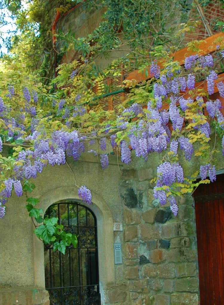 Wisteria Over Arch & Stone Pictures, Images and Photos