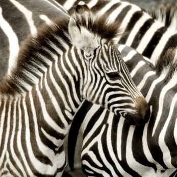 zebras Pictures, Images and Photos