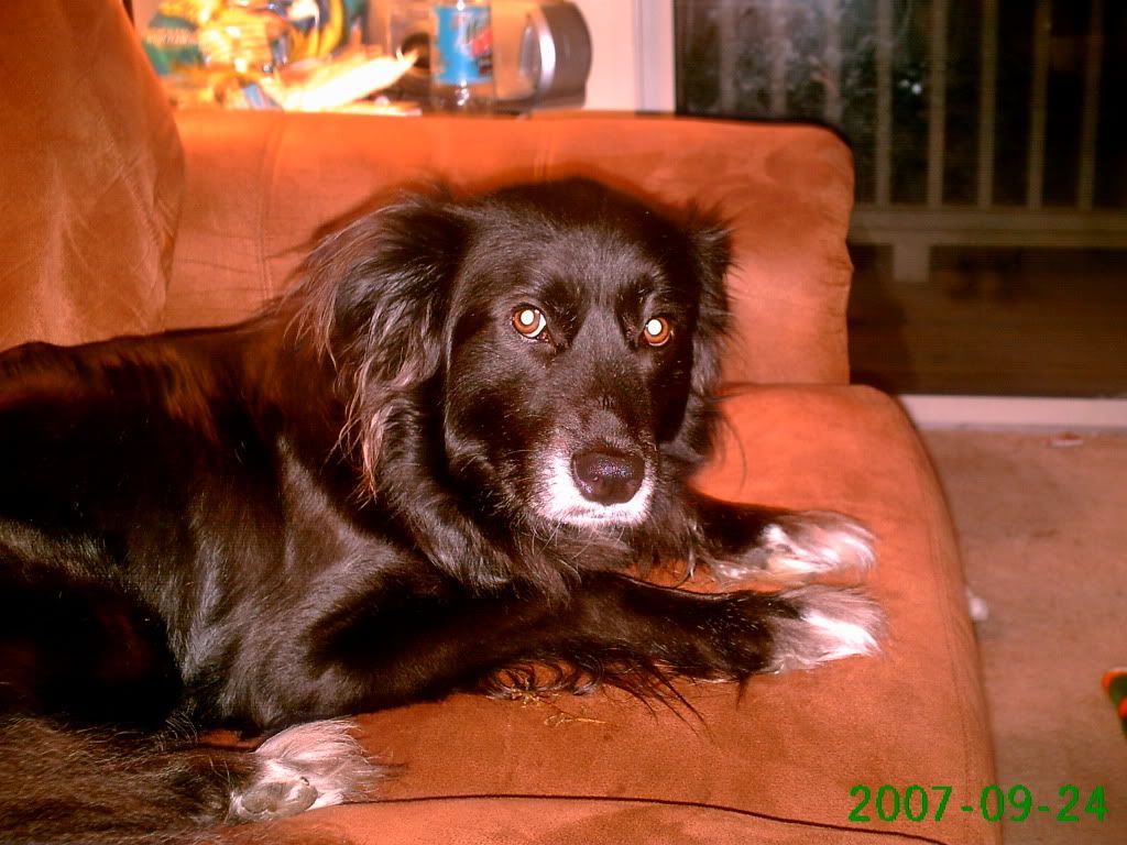 mind dog cat eats drinks toxic vet method remove toxins Photobucket