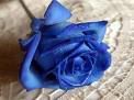 La rosa blu che Edward dona a Bella