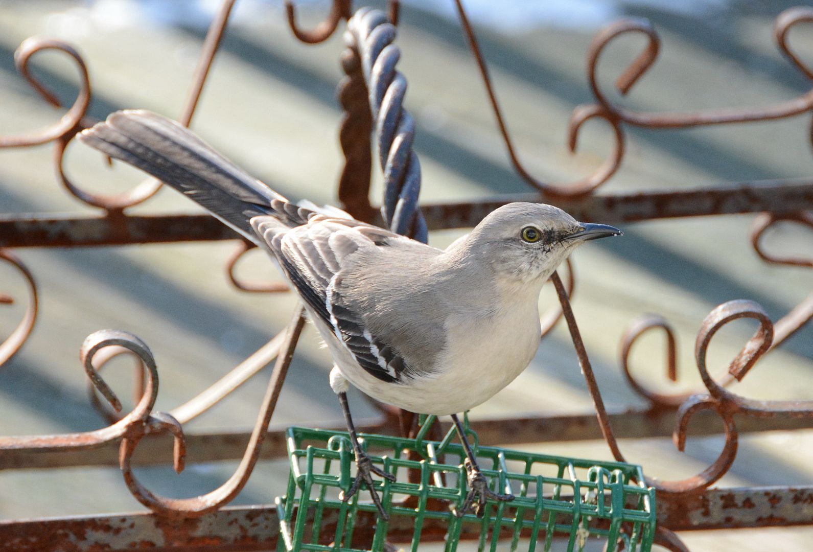 Mockingbird eating suet and waiting for apples at my Southern Maryland home. Photo by Marie Lally