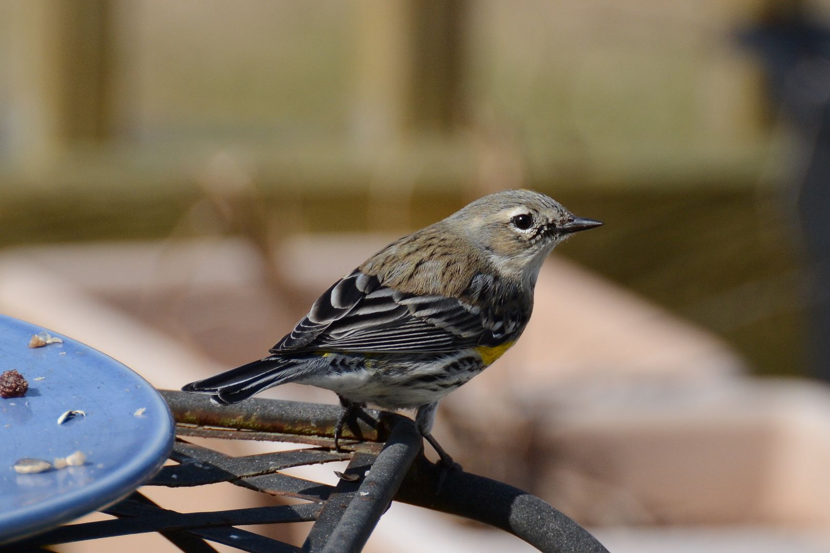 Yellow Rumped Warbler waiting for food at my Southern Maryland home. Photo by Marie Lally