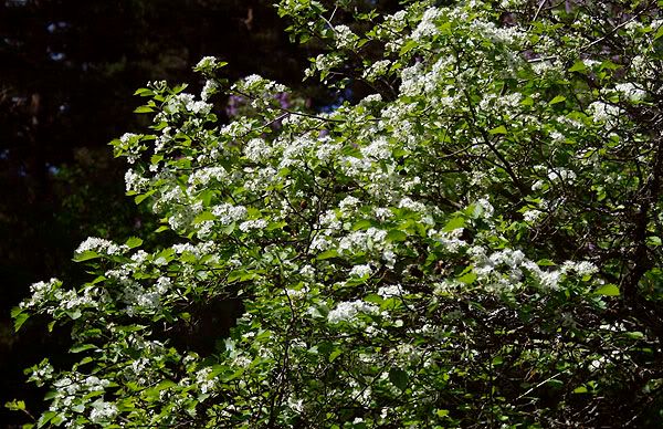 038.jpg picture by blogivarikasta