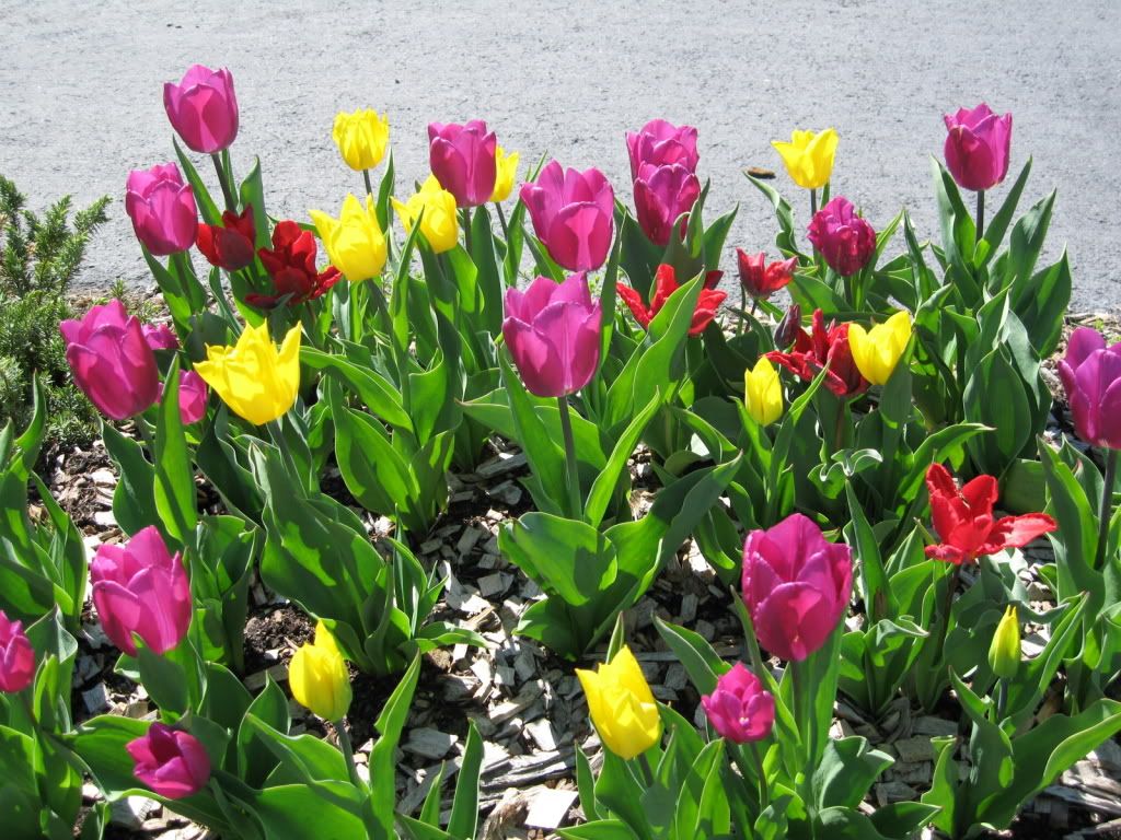 IMG_1645.jpg se~ kho^ng nga.c nhie^n ne^'u ta^'t ca? tulips ti'm bie^'n ma^'t <img class=