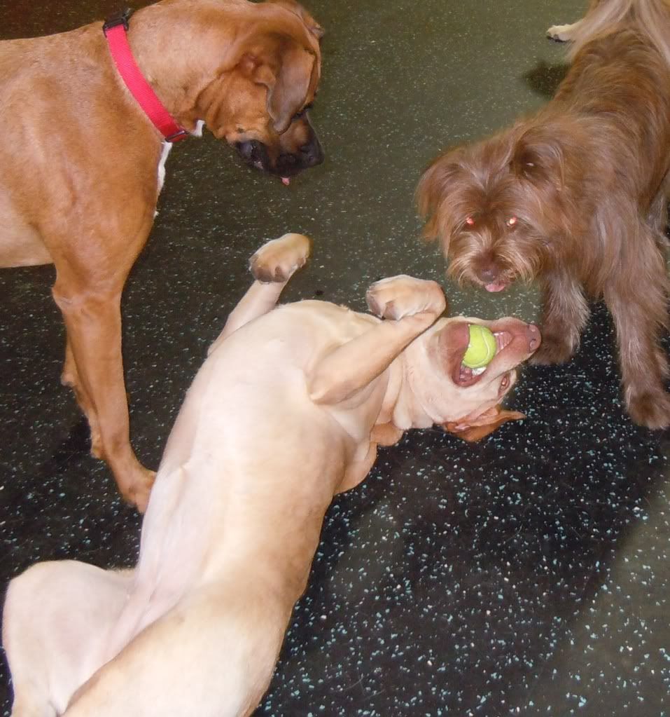 Have you been to Waco's only indoor Dog Park? Your dog can run,