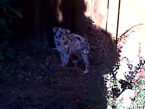IMG00065-20101110-1328.jpg