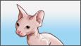 Hairless Cat