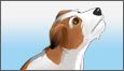 Jack Russell Terrier