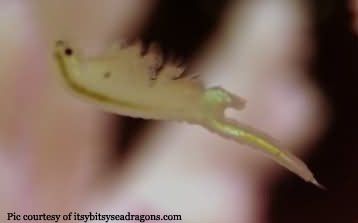 Real Sea Monkey