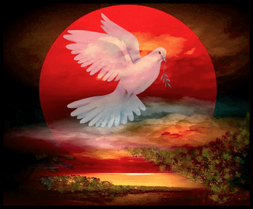 PEACE DOVE Pictures, Images and Photos