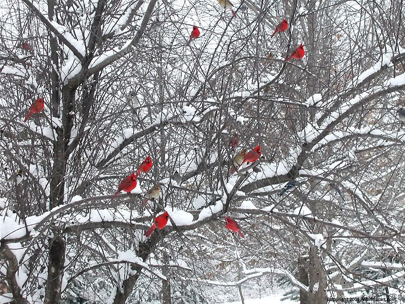 red-birds-snow-trees.jpg CARDINALS IN SNOW image by 357bad