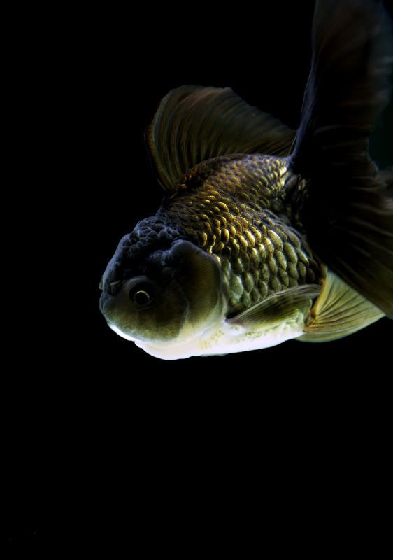 IPB Image
