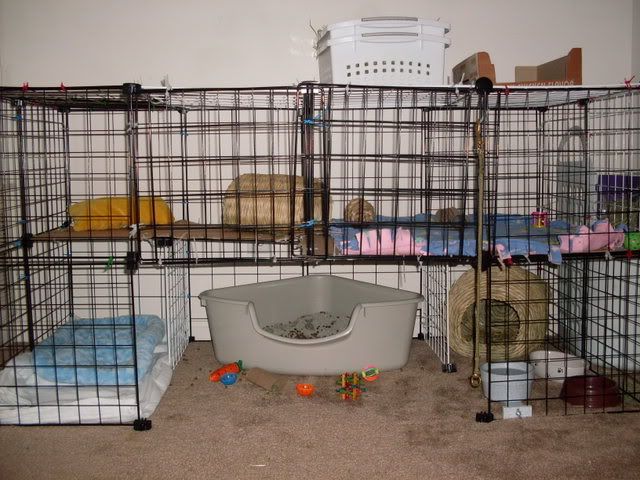 Building Rabbit Cages