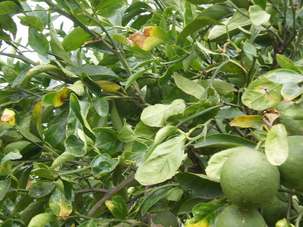 Lemon Tree Problems (yellow leaves) • HelpfulGardener.com