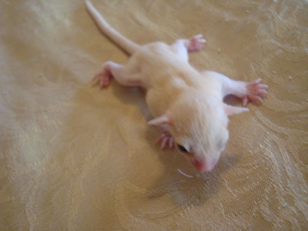 Baby Joey Leucistic Sugar Glider Photo by outbackg Photobucket